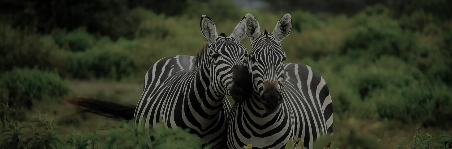 Sensibilisation des communautés locales de Bikoro sur les concessions forestières