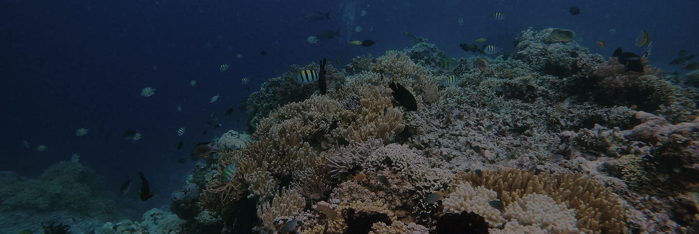 Mois de la femme : l'ONG ADDPFA sensibilise les élèves du complexe scolaire GAMA à la gestion des déchets